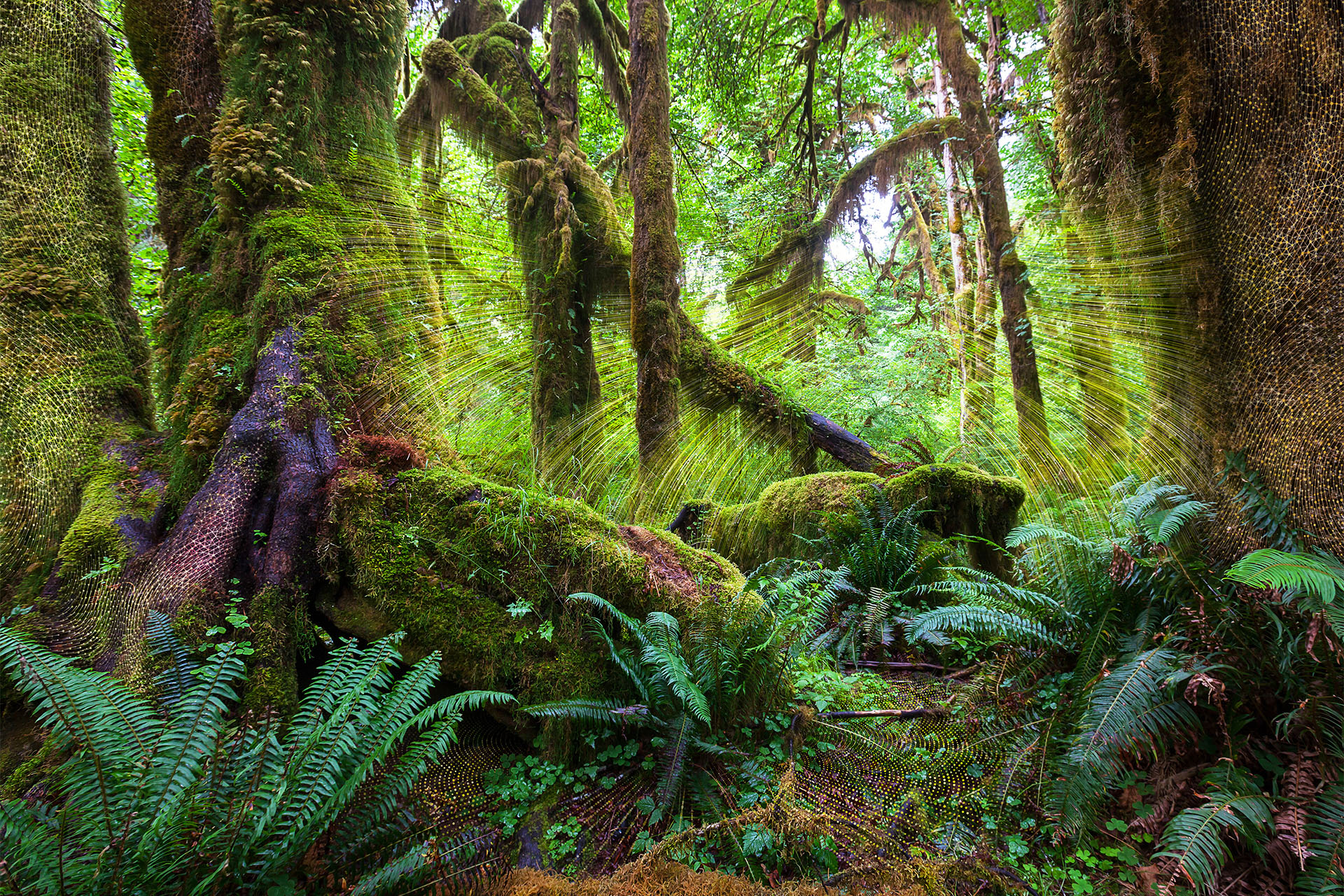 Forest with glowing scientific lace-work swirling through the environment.