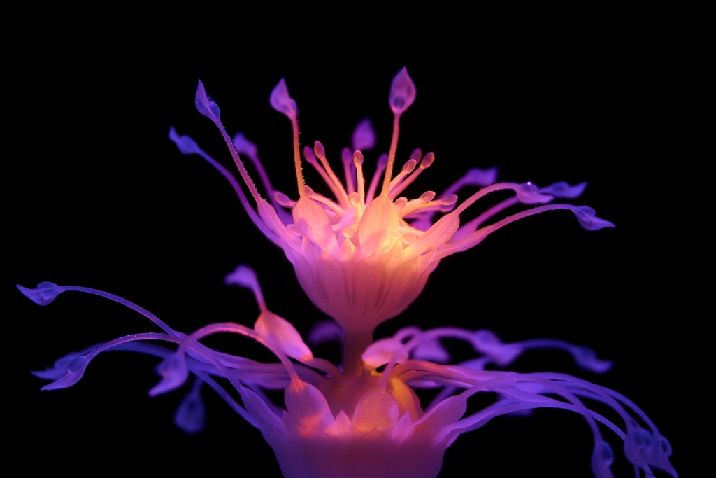Multi-material 3D printed flower.