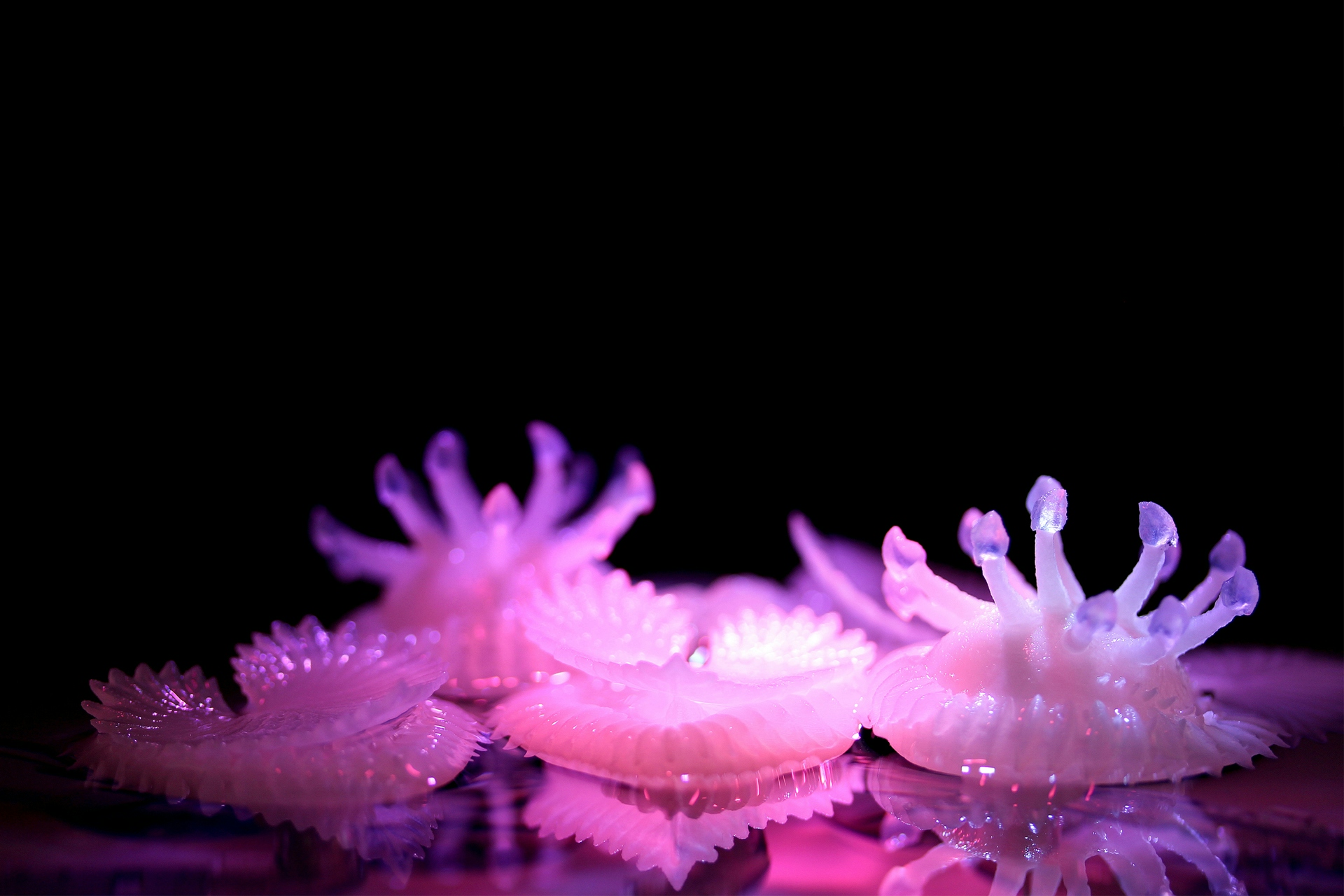 Lily-like 3D prints sitting on water.