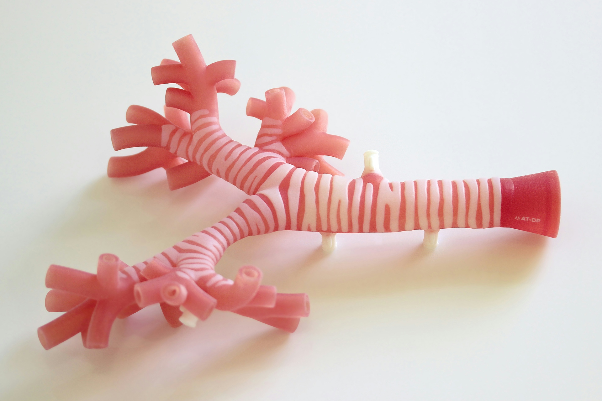 Side view of 3D printed trachea.