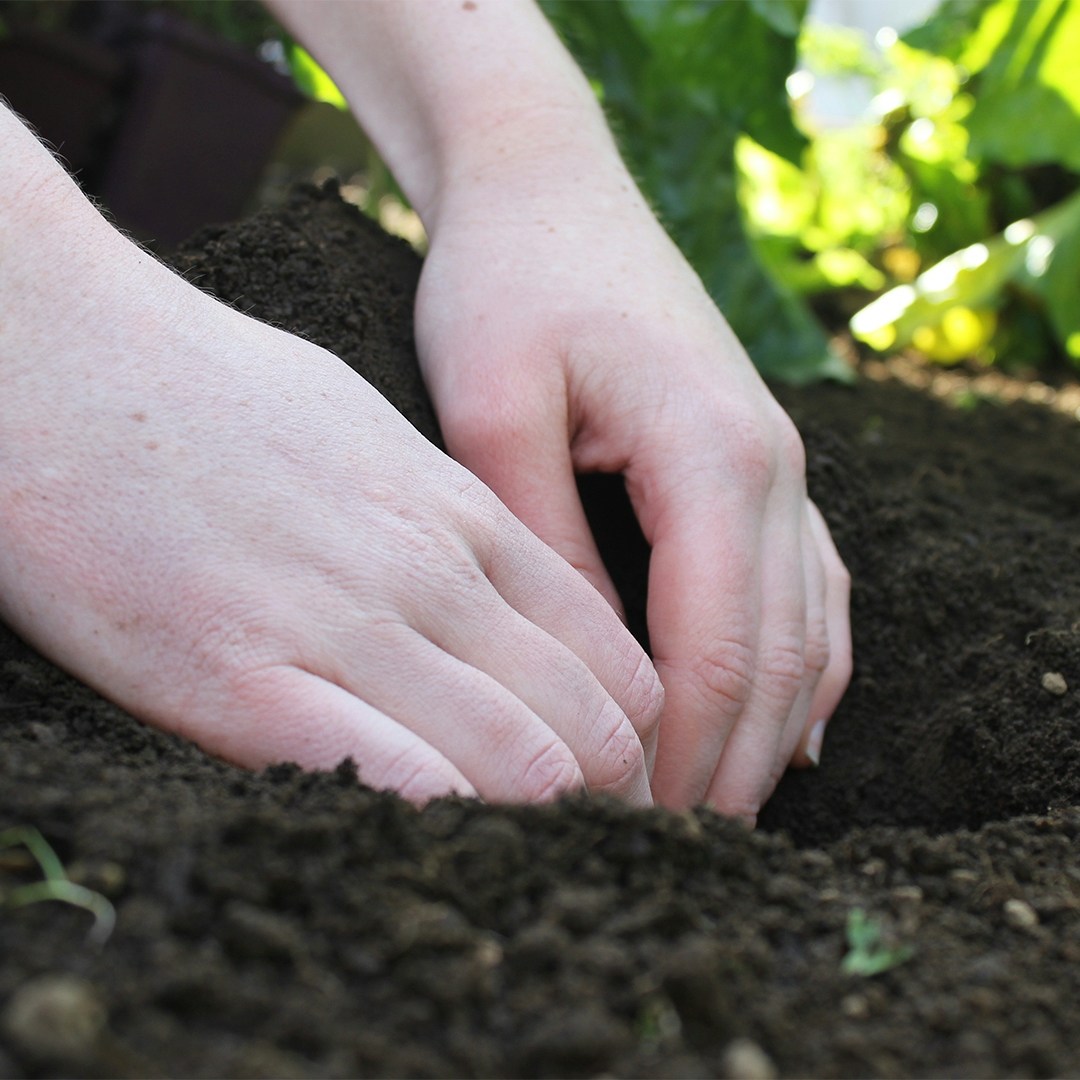 Hands digging a hole in garden soil.