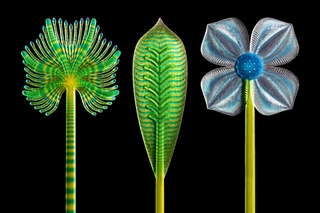 Three surreal plant-like 3D prints with microscopic textures.